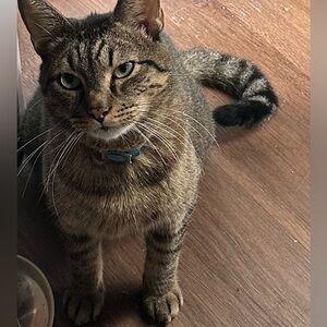 Meet your Posher, Mario